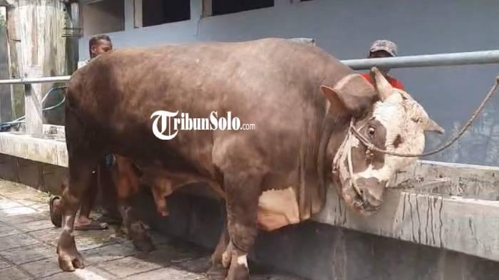 sapi-korban-jumbo-Solo-Raya.jpg