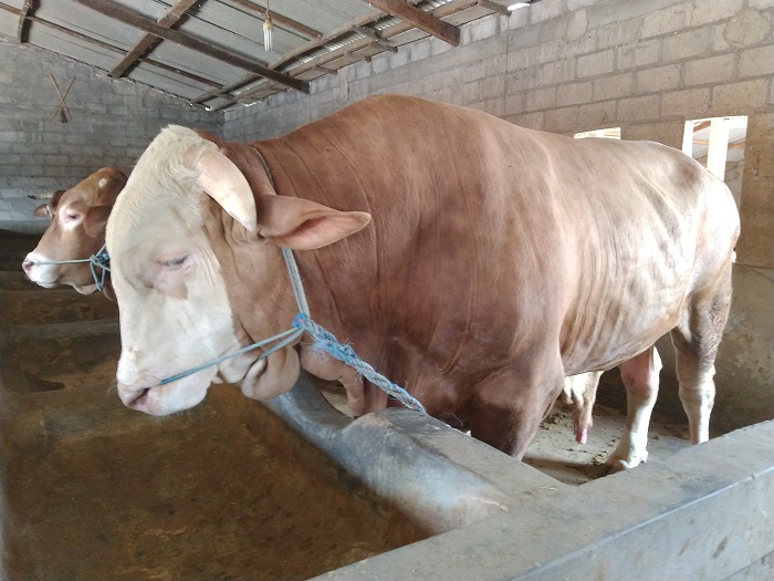 Kriteria dan Batasan Umur Hewan Kurban saat Hari Raya Idul Adha, Begini Petunjuknya Menurut Ulama