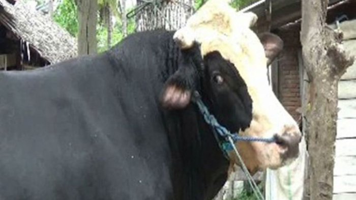 Sebulan Lebih Hilang, Sapi Curian Tiba-tiba Pulang ke Rumah Pemilik, Ada Nama Pencuri di Tubuh Sapi