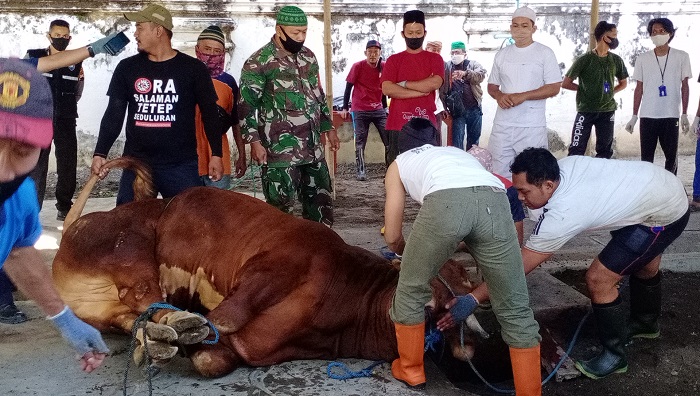Sudah Disembelih, Sapi Kurban yang Diberikan Jokowi di Masjid Agung Solo Bebas dari Cacing Hati