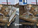 Viral Dugaan Perdagangan Anjing via Kereta Api di Solo, Aktivis : Coreng Nama Kota