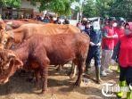 Etik-Suryani-Meninjau-Langsung-Sapi-di-Pasar-Hewan-Bekonang.jpg