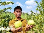 Haryoko-41-saat-menunjukkan-jambu-kristal-hasil-panen-di-kebunnya-di-Desa-Jonggrangan-Klaten.jpg