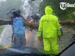 Hujan-deras-mengakibatkan-pohon-tumbang-di-wilayah-Kecamatan-Ngunto.jpg