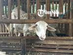 Ilustrasi-kambing-di-dalam-kandang-Akhir-akhir-ini-p.jpg