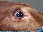 Ilustrasi-sapi-mengeluarkan-air-mata.jpg