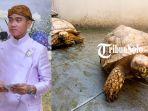 Indukan-kura-kura-Sulcata-milik-Gibran-Rakabuming-Raka.jpg
