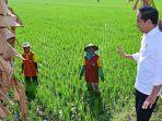 Jokowi-di-Sawah-Klaten-2024-1.jpg