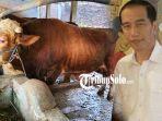 KOLASE-FOTO-Sapi-limosin-seberat-1-ton-asal-Sragen-kiri-dan-Presiden-Jokowi-kanan.jpg