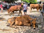 Kondisi-pasar-hewan-sapi-sepi.jpg
