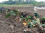 Kondisi-pohon-pisang-milik-petani-di-Kabupaten-Sragen-luluh-lantak-dirusak-tanpa-izin-pemiliknya.jpg