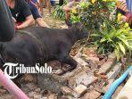 Kondisi-sapi-berumur-4-bulan-yang-berhasil-dievakuasi-dari-sumur-sedalam-12-meter-di-Sragen.jpg