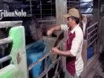 Mas-Ngabehi-Mudjiono-tengah-memberikan-pakan-kepada-kuda-pelihara.jpg