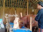 PMK-Solo-Sapi.jpg