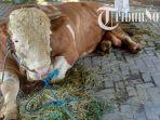 Penampakan-sapi-Simental-untuk-kurban-dari-Presiden-sapi-jokowi.jpg