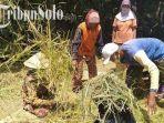 Petani-sedang-menggiling-padi-yang-baru-dipanen-dari-sawahnya-di-Tasimadu-Karanganyar.jpg
