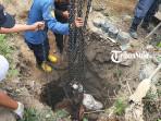 Drama Sapi 500 Kg di Boyolali, Lari Tak Terkendali saat Pindah Kandang hingga Terjebur Septic Tank