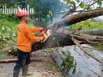 Petugas-memotong-pohon-yang-tumbang-di-Desa-Gentan-Keca.jpg