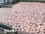 Potret-Ikan-mati-mendadak-di-karamba-jaring-apung-Waduk-Cengklik-Boyolali-Jumat-2132025.jpg