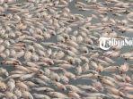 Potret-puluhan-ribu-ikan-mati-mendadak-di-keramba-Waduk-Mulur-Bendosari-Sukoharjo.jpg