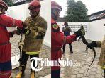 Proses-evakuasi-biawak-yang-dilakukan-Tim-Animal-Rescue-Damkar-Satpol-PP-Klaten.jpg