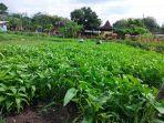 Proses-pemanenan-kangkung-di-Desa-Tempursari-Kecamatan-Sambi-Minggu-2442022.jpg