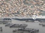Puluhan-ribu-ikan-mati-mendadak-di-keramba-Waduk-Mulur-Bendosari-Sukoharjo-Jumat-8112024.jpg