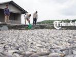 Ribuan-ikan-di-KJA-WKO-mati-akibat-fenomena-upwelling-Selasa-312023.jpg