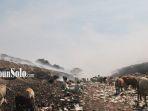 Sapi-PLTSa-Putri-Cempo.jpg