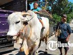 Sapi-jumbo-bernama-Mbah-Semar-dengan-bobot-hampir-1-ton-Rabu-2962022.jpg