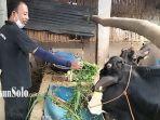 Sapi-kurban-idul-adha.jpg