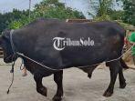 Sapi-prabowo-di-pelosok-Sragen.jpg