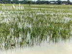 Sawah-di-Kabupaten-Sragen-yang-terendam-banjir-imbas-meluapnya.jpg