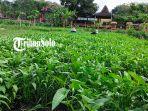 Seorang-warga-tengah-memanen-sayur-kangkung-di-Kecamatan-Nogosari-Senin-492023.jpg