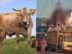 Viral-cara-pemindahan-sapi-di-pelabuhan-digantung-menuai-kecaman.jpg