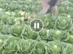 Viral-sejumlah-petani-sayuran-di-Kecamatan-Rancabali-Kabupaten-Bandung-Jawa-Barat.jpg