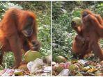 Viral-video-Orangutan-makan-sampah-di-kawasan-hutan-Gunung-Leuser.jpg