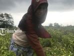 Kisah Petani Cabai di Boyolali Alami Hasil Panen Anjlok: Biasanya Capai 1 Kwintal, Kini Hanya 10 Kg