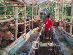 harga-sapi-kambing-di-solo-2022.jpg