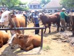hewan-sapi-kurban_20180814_151626.jpg