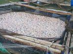ikan-mati-mendadak-di-waduk-gajah-mungkur.jpg