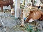 nampakan-sapi-Simental-untuk-kurban-dari-Presiden-Joko-Widodo-Jokowi-di-Masjid-Al-Wustho-Man.jpg