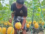 panen-melon-bingung.jpg