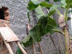 pencurian-jebol-tembok.jpg