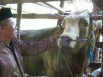 rahman-takka-bersama-sapi-miliknya.jpg