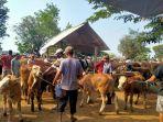 ratusan-sapi-kurban-di-kabupaten-klate.jpg