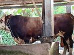 sapi-jenis-limosin-seberat-12-ton-kurban-presiden-joko-widodo.jpg