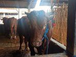 sapi-jenis-limousin-1.jpg