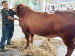 sapi-jokowi-kdaskalfklakf.jpg