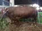 sapi-kurban-jokowi-idul-adha-2020.jpg